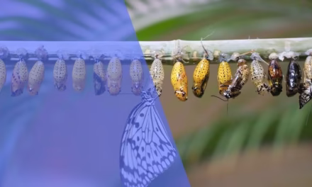 জীবনচক্র