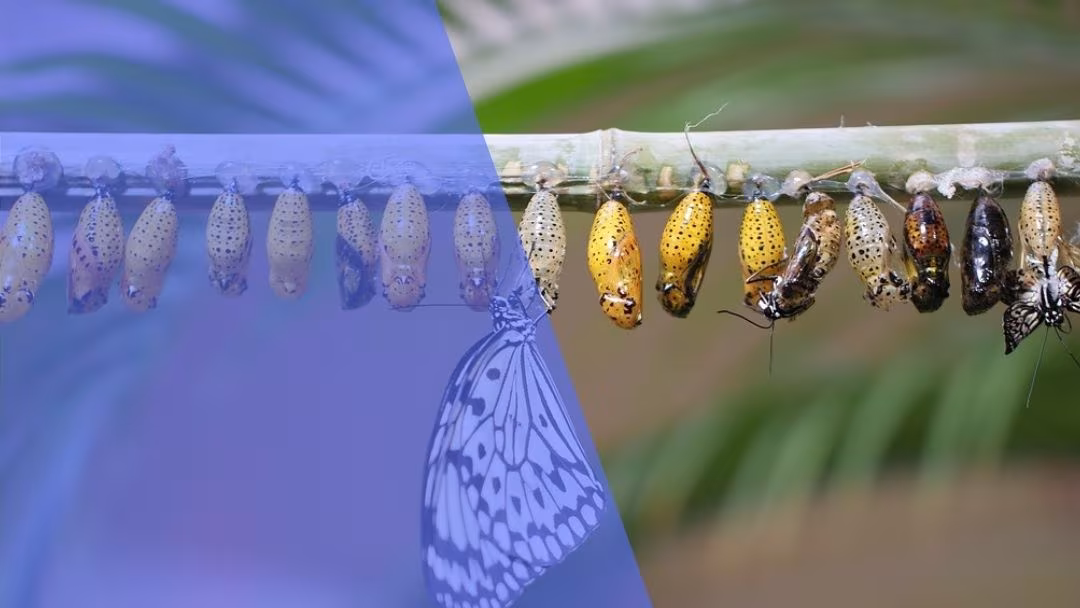 জীবনচক্র