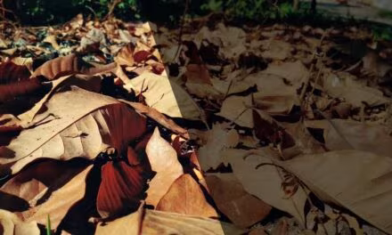 আজ তুমি চলে গেলে