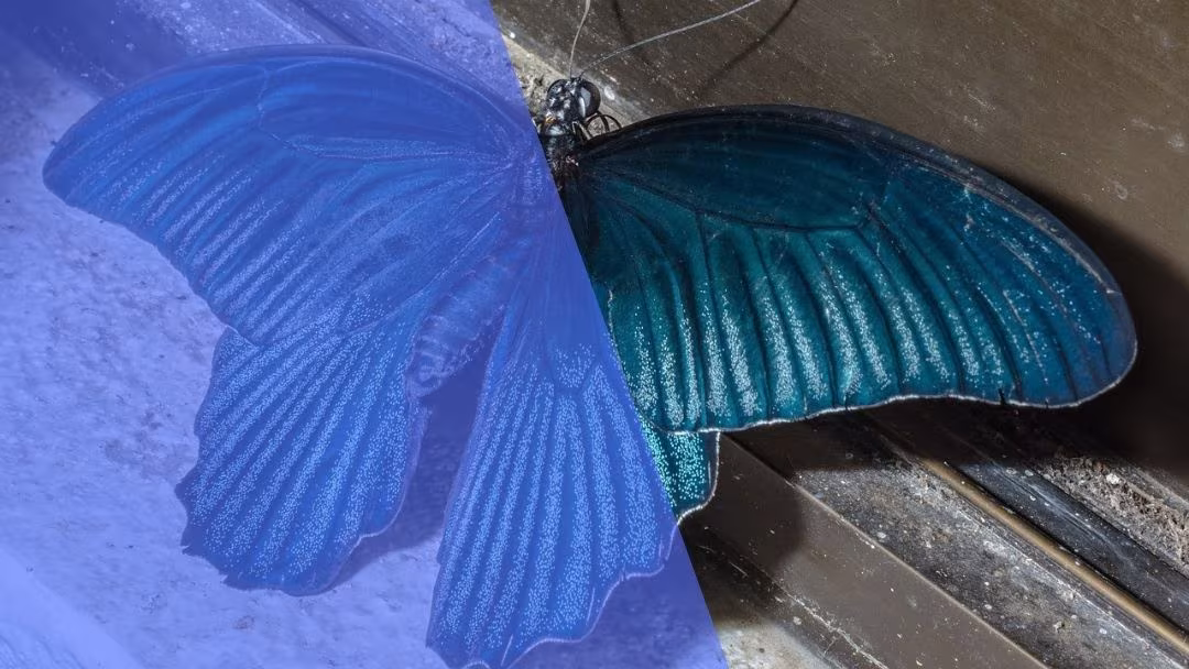 আমার নীল প্রজাপতি