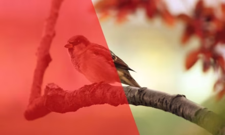 একাকী পাখির গীতিকাব্য
