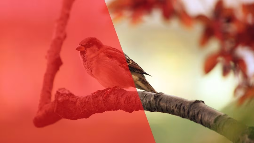 একাকী পাখির গীতিকাব্য