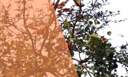 বিক্ষিপ্ত বসন্ত