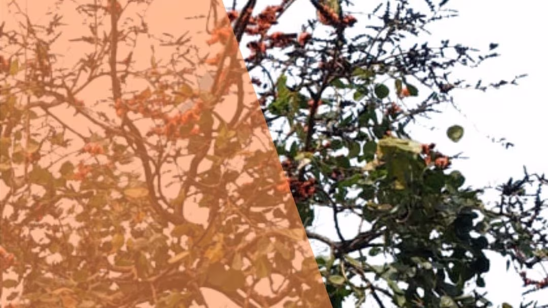 বিক্ষিপ্ত বসন্ত
