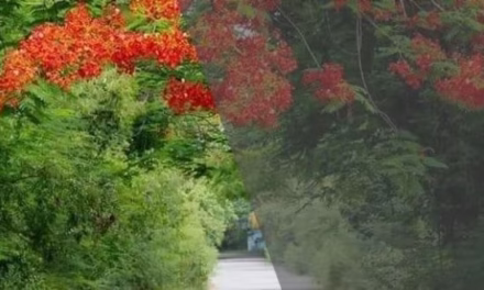 কাষ্ঠল মলাট