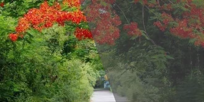 কাষ্ঠল মলাট