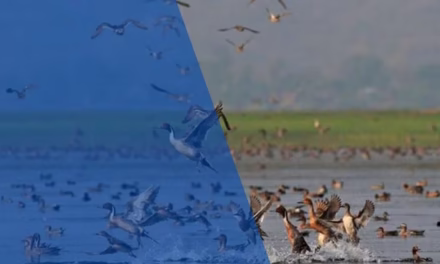 ফেরারি অতিথি