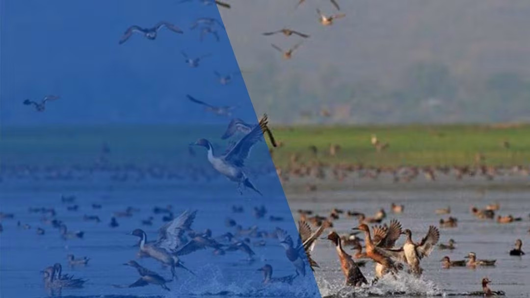 ফেরারি অতিথি