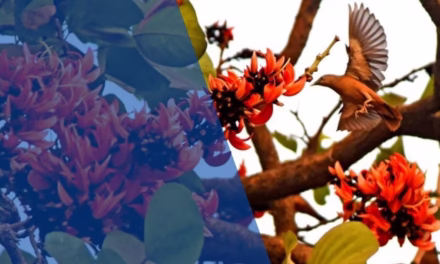 ঋতুরাজ