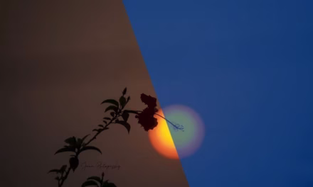তুমিও!