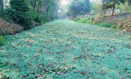 মেয়ে!