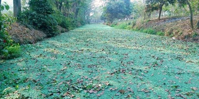 মেয়ে!