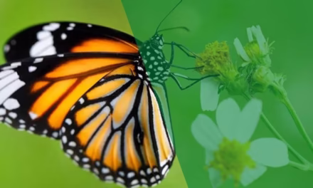 প্রজাপতি জন্ম