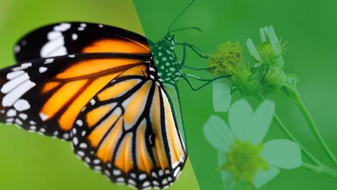প্রজাপতি জন্ম