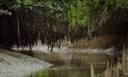 সুন্দরবনের গল্প