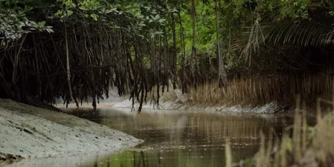 সুন্দরবনের গল্প
