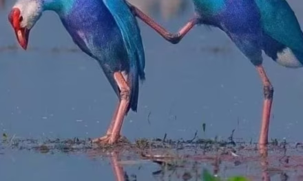 স্বার্থের বন্ধু