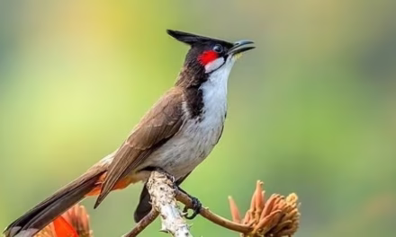 মিছে ভাবনা