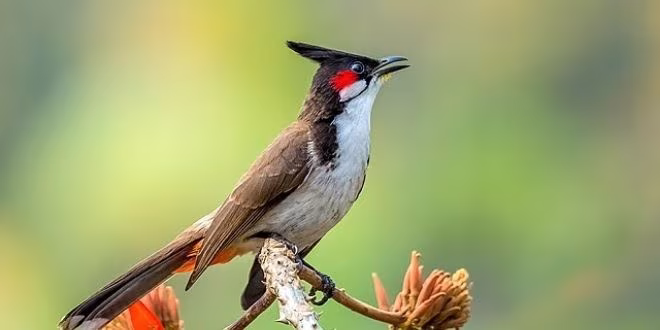 মিছে ভাবনা