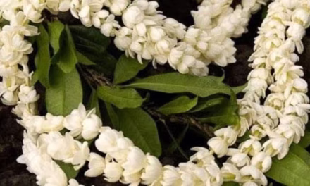বেলী ফুলের মালা