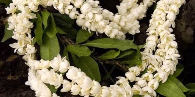 বেলী ফুলের মালা