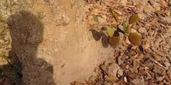 আরো সাঁইত্রিশ বছর পরে