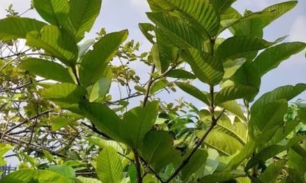 পাতায় পাতায়
