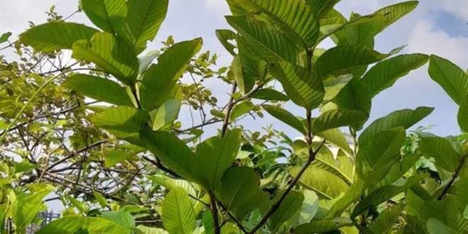 পাতায় পাতায়