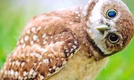 ইচ্ছে পূরণ অ ভি ধা নে