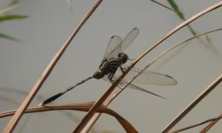 জল ফড়িং