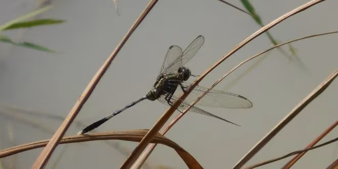জল ফড়িং