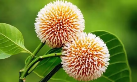 কদম গুচ্ছ কবিতা