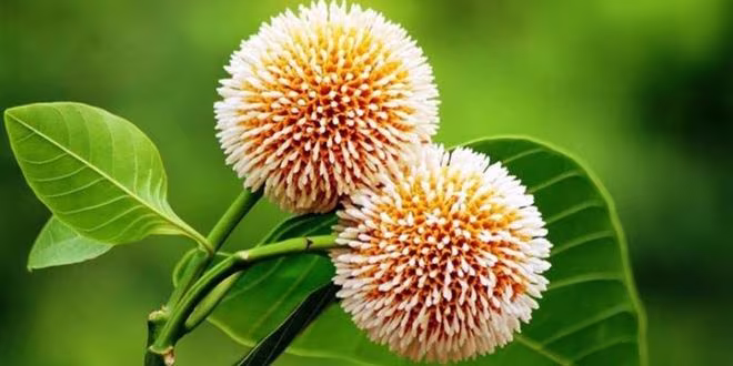কদম গুচ্ছ কবিতা