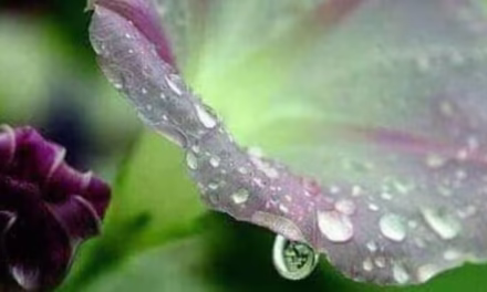 তোমার জন্যে মন পুড়ে যায়