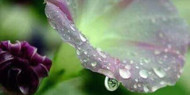 তোমার জন্যে মন পুড়ে যায়