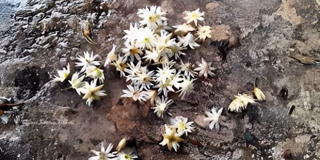 বকুলের আঙ্গিনায়