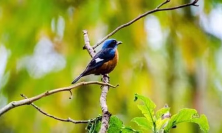 সেই পাখিটা
