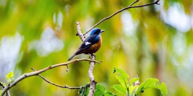 সেই পাখিটা