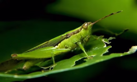 ঘাস ফড়িংয়ের খোঁজে