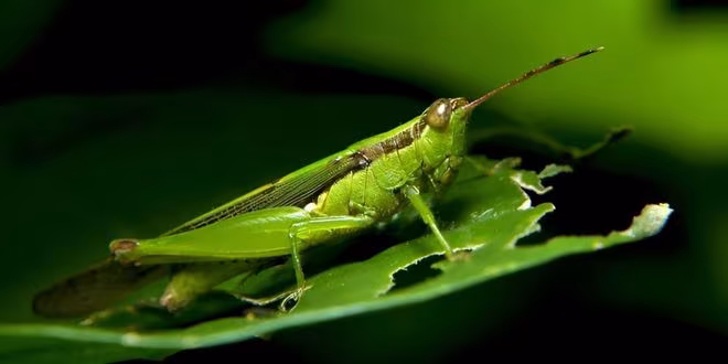 ঘাস ফড়িংয়ের খোঁজে