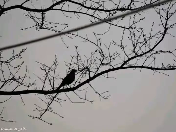 আলো-ছায়া: অশেষ কবিতা!